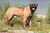 BULLMASTIFF 099